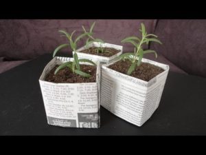 Three small plants inside of planters made out of newspaper