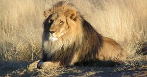 My Dad the lion. Fierce, strong, independent